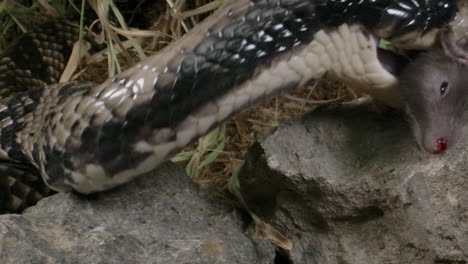 false water cobra eating a mouse side profile