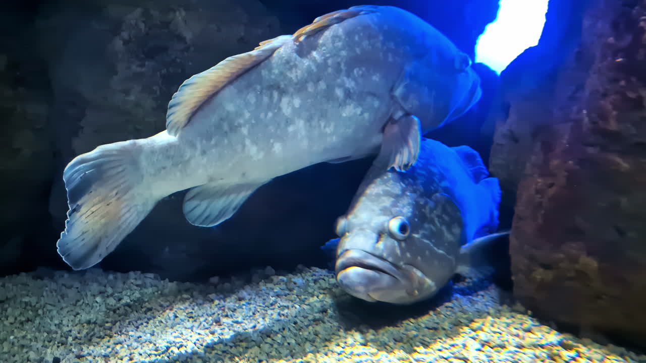 Groupers fish Epinephelinae aquatic species underwater big lips sea creature