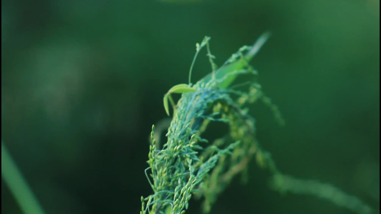 녹색 풀의 클로즈업