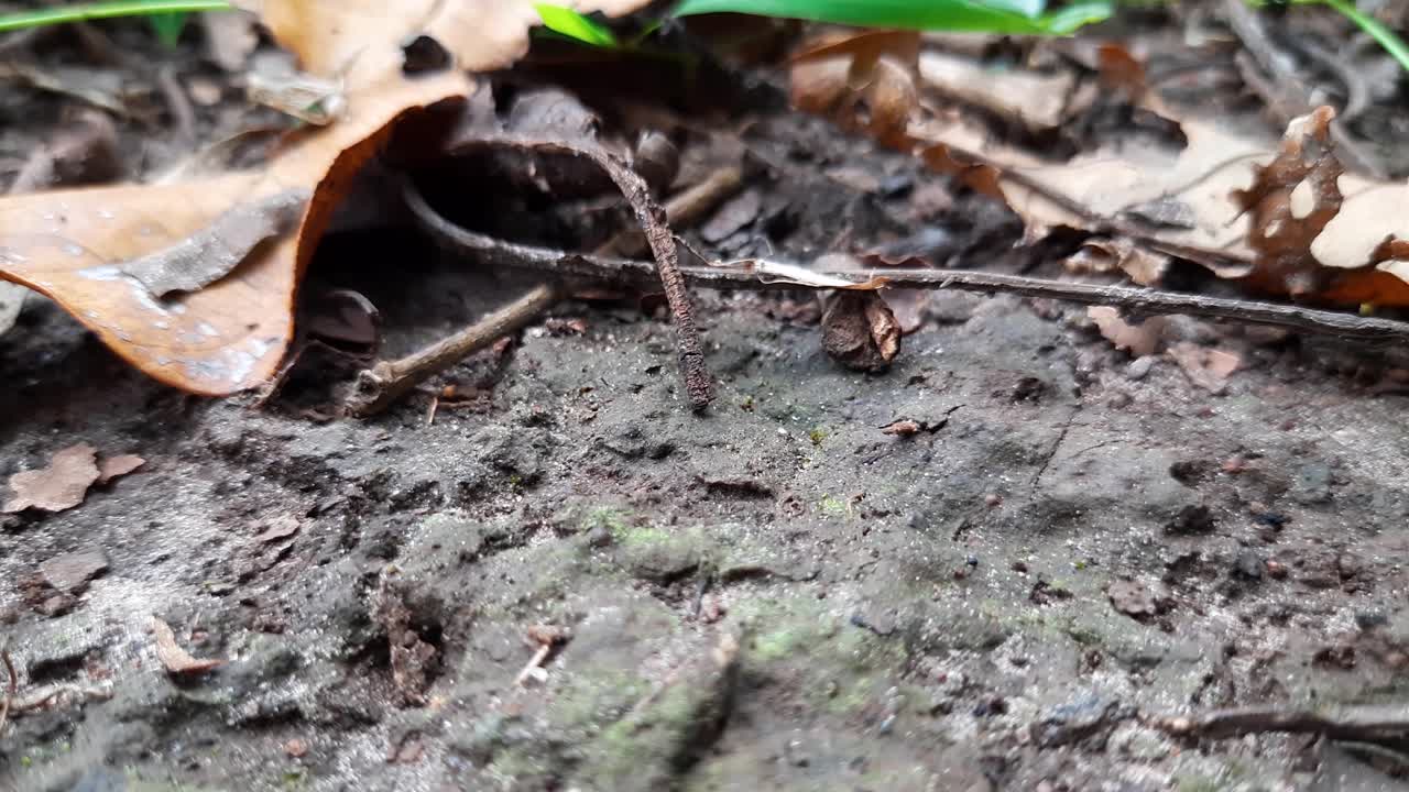 hormigas negras cargando comida y corriendo por el suelo del bosque