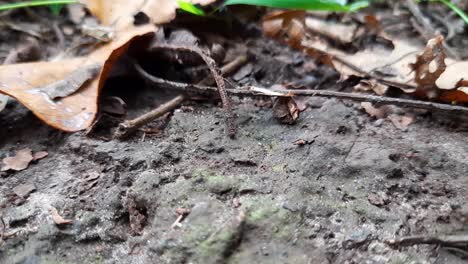 black ants carrying food and running across the forest floor