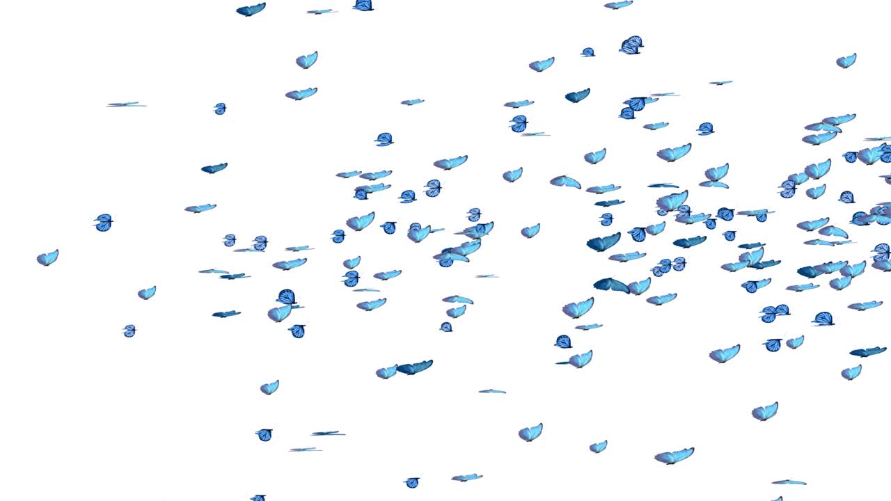 아름다운 파란색 나비 morpho menelaus가 색 초록색 배경에서 날고 있습니다.