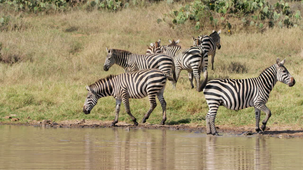 En flok zebraer drikker vand ved vandhullet