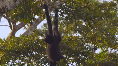 slow-motion closeup of a black spider monkey gently swinging in peru’s lush amazon rainforest in morning light.