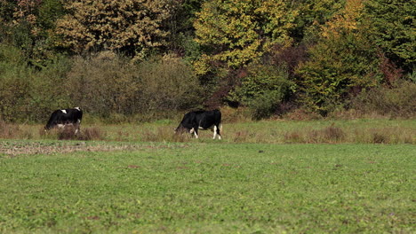 Vacas-Pastando---Campos-Rumanos-2