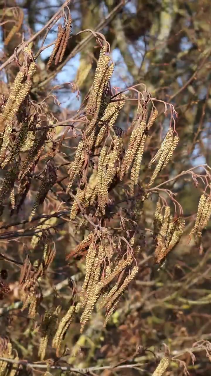 Elletræsrakler, et almindeligt allergen, der svajer blidt på en gren på en solskinsdag i foråret