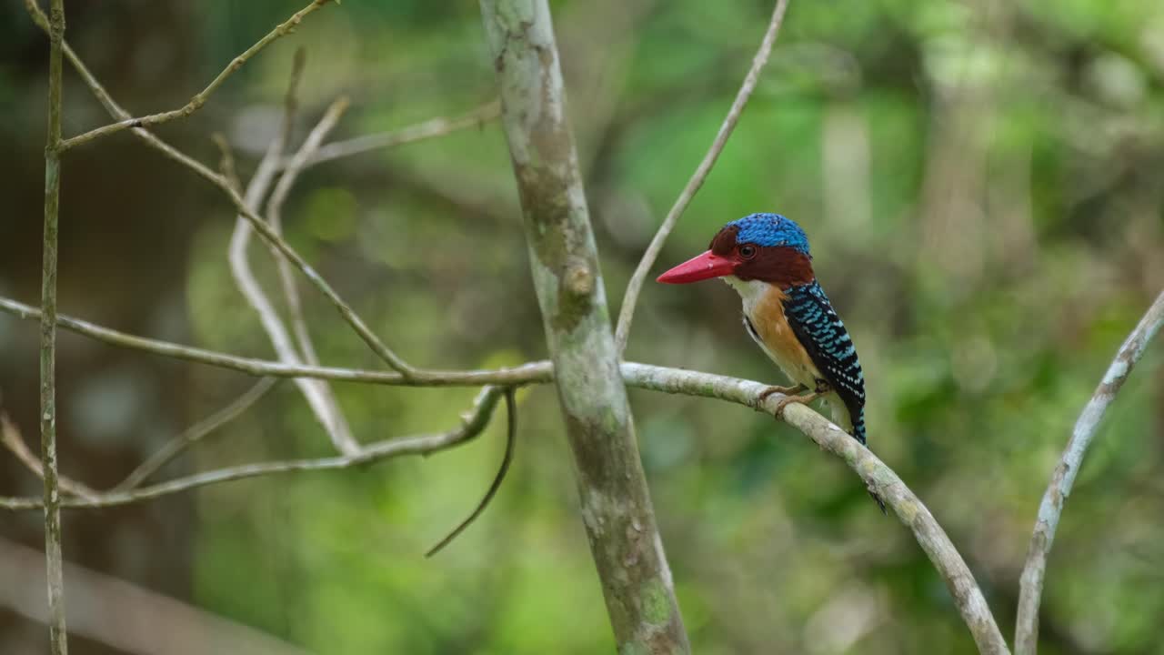 En hann åpner sin topp mens den vender mot venstre i skogen, båndisfugl Lacedo pulchella, Kaeng Krachan nasjonalpark, Thailand