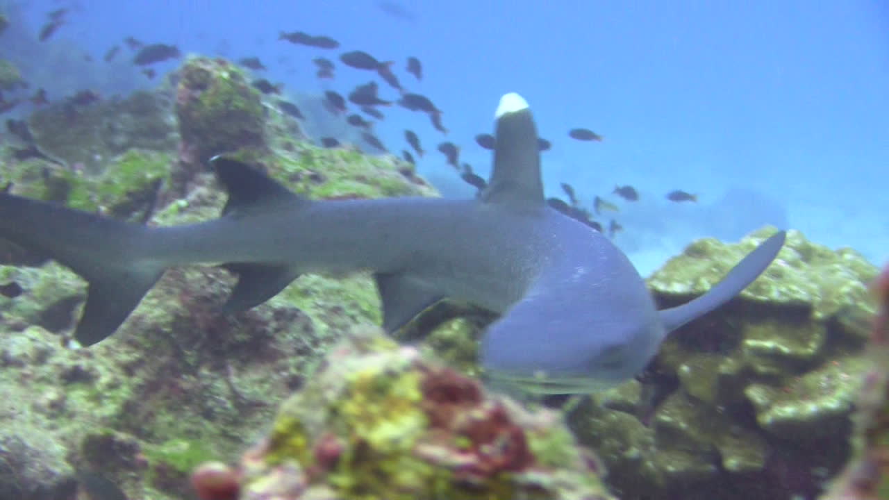 el tiburón de arrecife de punta blanca nada de un lado a otro a lo largo de una formación submarina de rocas y corales