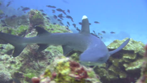 white-tip reef shark swims back and forth along a underwater rock and coral formation