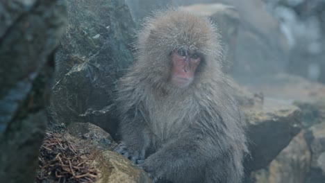 A playful Japanese snow monkey explores a small waterfall in the misty onsen of Jigokudani, surrounded by a snowy winter wonderland.