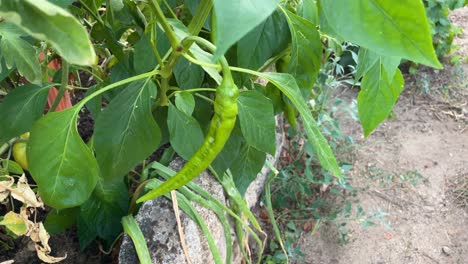 filming a pepper plant in close-up, we see a fruit that is green with a little yellow and elongated, not very fat, being an italian variety, we appreciate the intense green of the leaves.