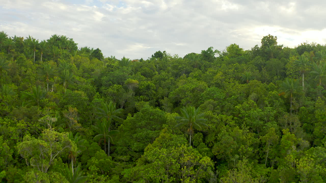 Vue aérienne d'une forêt tropicale