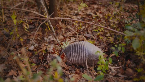 un armadillo de nueve bandas hurga por la tierra y las hojas en busca de insectos para comer