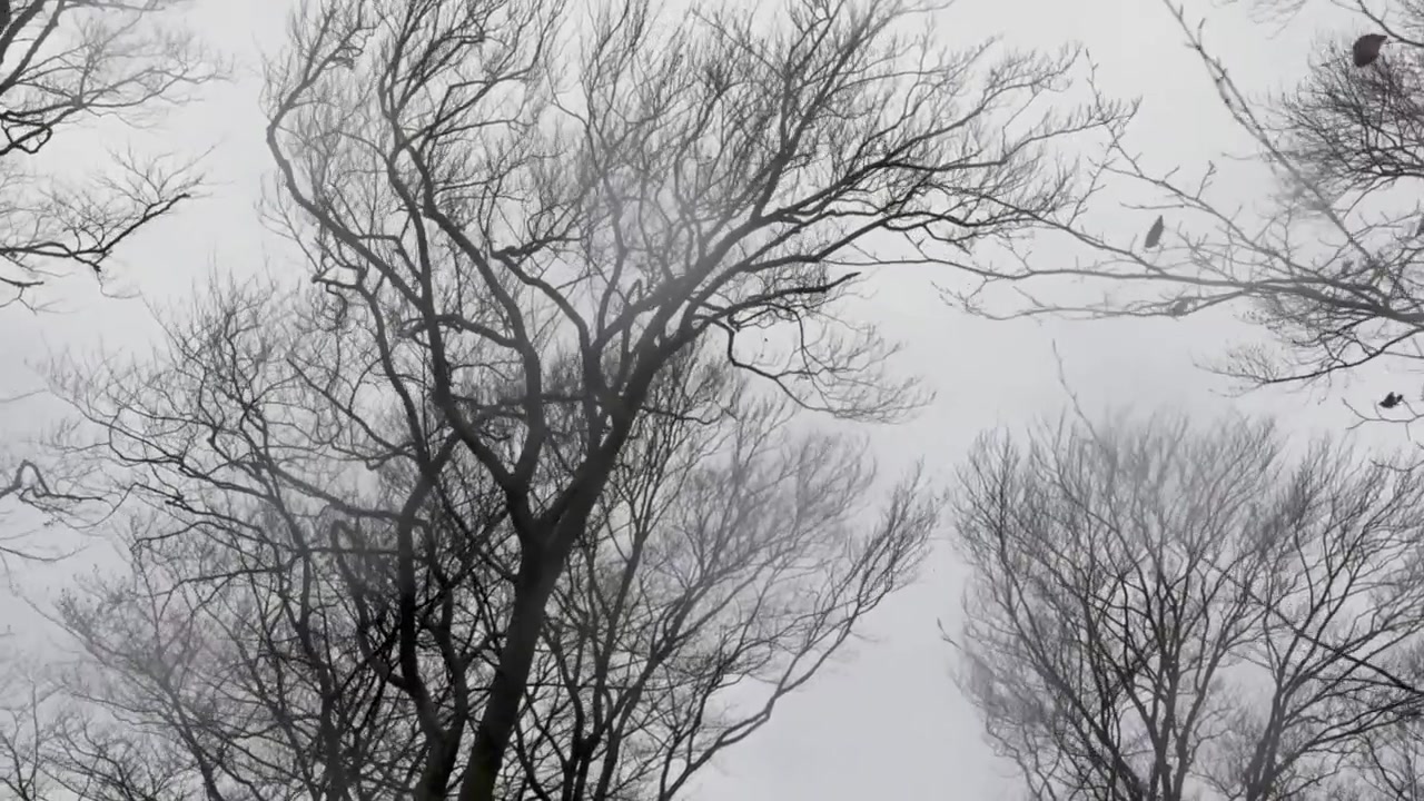 beech treetops swaying in strong wind in autumn