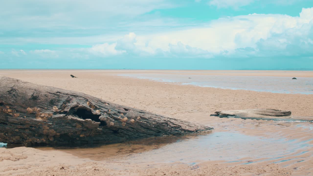 따스한 햇살이 내리쬐는 썰물 해변의 다양한 수맥과 연결되는 작은 물줄기 옆 모래 속에 죽은 가지가 묻혀 있다
