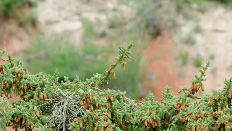 pine tree tops blowing in wind