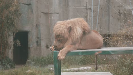 lion licking its paws in slow motion