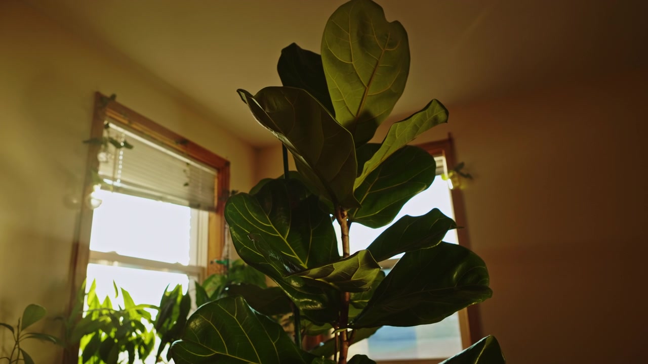 Una pianta di fico a foglia di violino è davanti a finestre con la luce del sole che splende sulle sue foglie in uno spazio interno accogliente di sera.