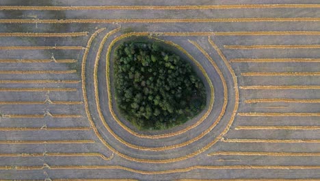 aerial vertical shot moving sidewards over island of trees within a wheat field in the canadian prairies