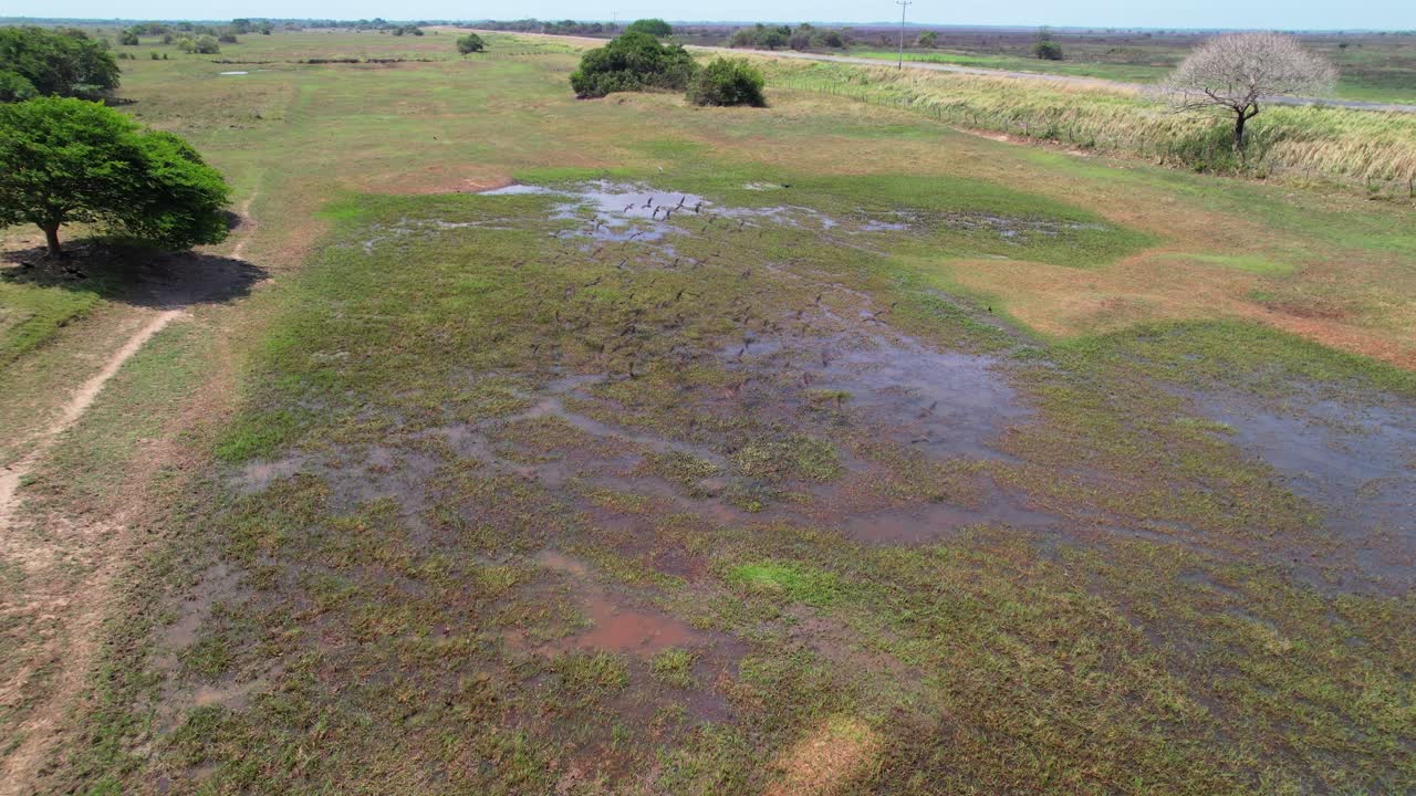 Drone shot capturing a flock of birds flying low over a swampy landscape