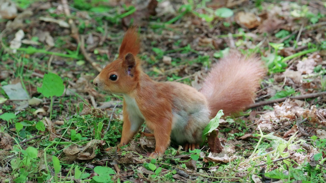 Scoiattolo rosso in rapido movimento che corre su erba e terreno coperti di foglie e piccole piante.