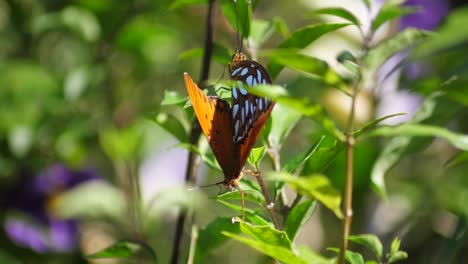 mating butterflies balanced on foliage in the sun