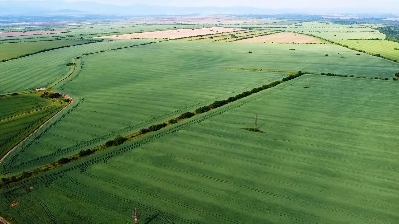 volando hacia arriba un campo de trigo verde