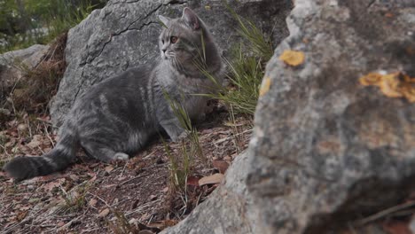 Eine-Katze-Beobachtet-Dinge-Zwischen-Den-Großen-Felsen-Im-Wald,-Montpellier---Frankreich