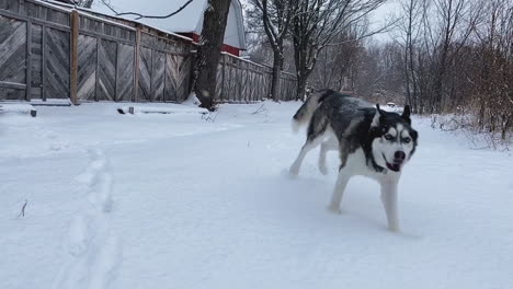 Snowflakes-falling-as-young-Siberian-Husky-dog-runs-down-snow-covered-path-between-fence-and-woods