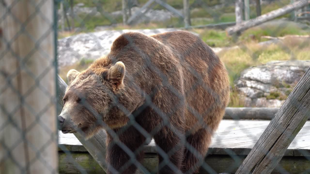 oso triste encarcelado dentro del zoológico detrás de la valla - poca profundidad estática de mano con la valla enfocada suave en primer plano y el oso dentro - noruega