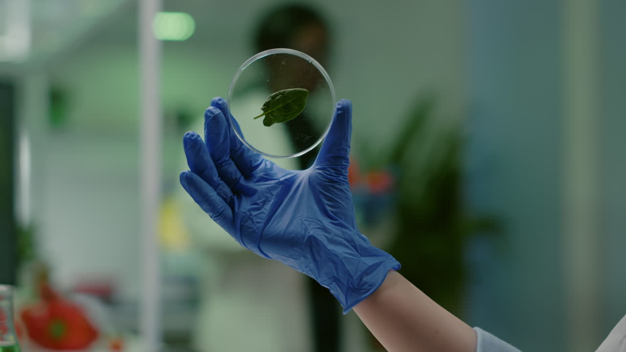 Closeup of biologist scientist holding in hands petri dish with green leaf