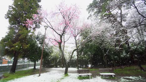 en tokio uno o dos días al año nieva en primavera