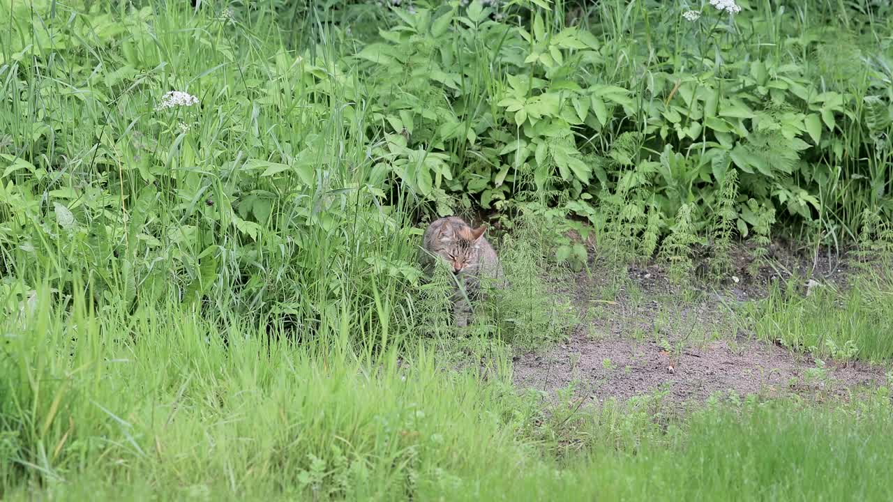 야외 잔디에 있는 고양이
