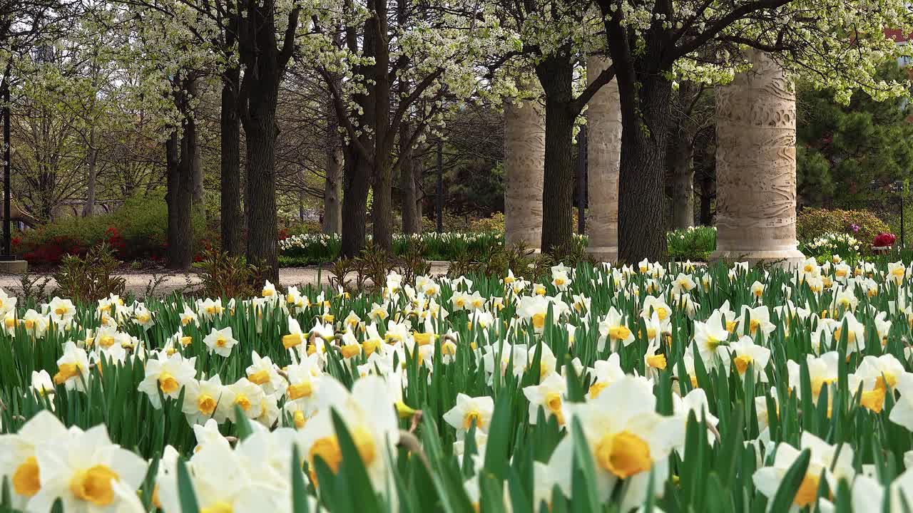 Lente Narcisbloem Met Prachtig Bloeiende Bomen In Stadspark