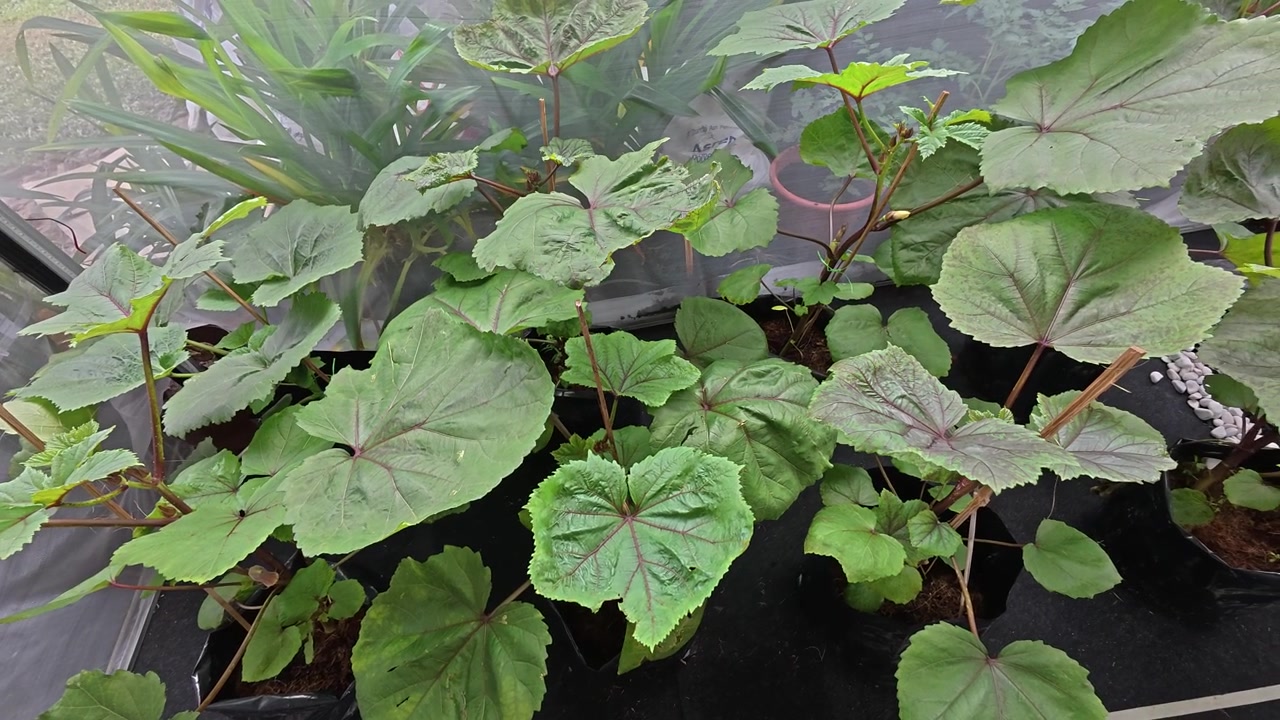 Plantas de okra maduras crecen vigorosamente dentro de bolsas de polietileno negras. El invernadero cuenta con paredes de malla fina para proteger el cultivo del daño de insectos. Vainas verdes frescas listas para la cosecha