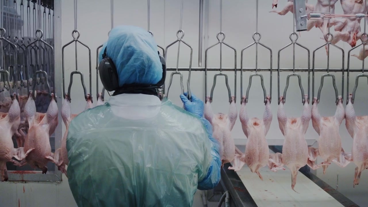 Back view of employee monitoring chicken processing system in factory line