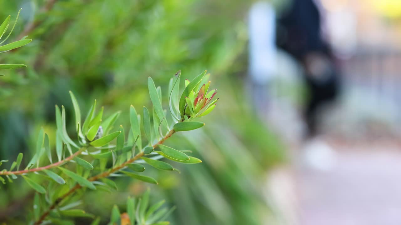 흐릿한 배경 움직임과 함께 잎의 클로즈업