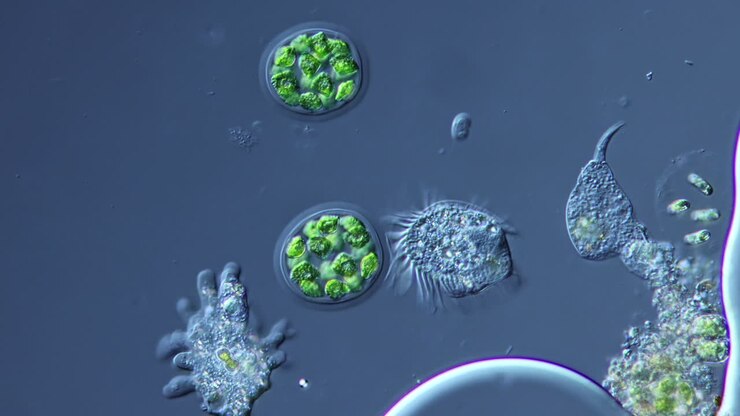 Microscopic view of various microorganisms including protozoa and algae