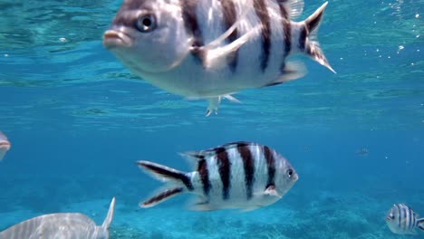 un grupo de peces damselfish nadan alrededor de las aguas azules prístinas y cerca del arrecife de coral.