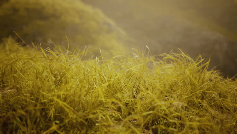 Goldene-Felsen-Und-Gras-In-Den-Bergen