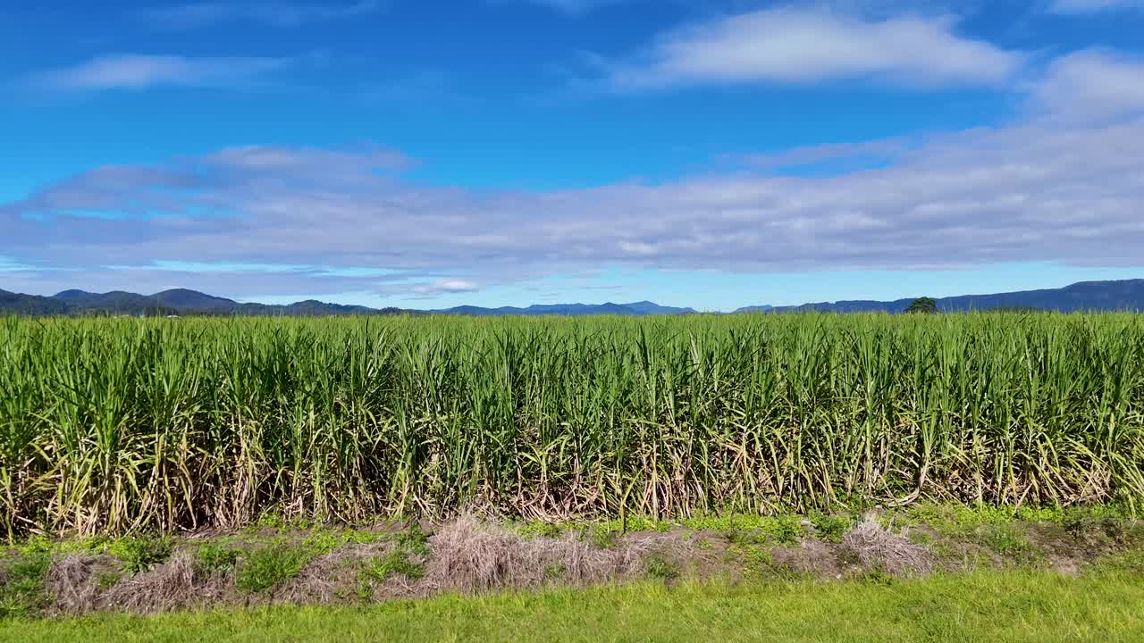 Aerial footage of expansive sugarcane fields under clear skies, showcasing vibrant green crops and distant mountains