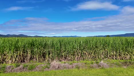 aerial footage of expansive sugarcane fields under clear skies, showcasing vibrant green crops and distant mountains