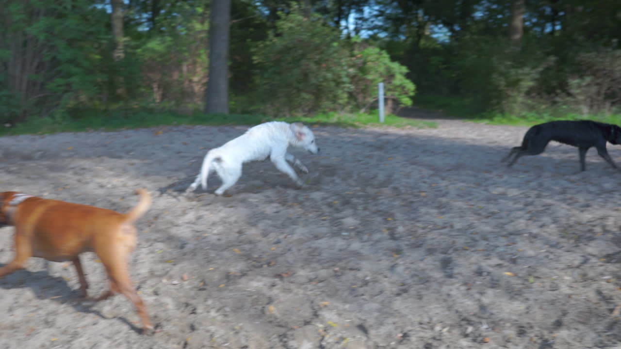 호수 근처에서 노는 개