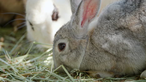 Head-Close-up-of-Domestic-Farm-Rabbits-Grazing-Dry-Grass-in-Outdoor-Enclosure