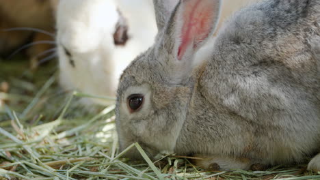 head close-up of domestic farm rabbits grazing dry grass in outdoor enclosure