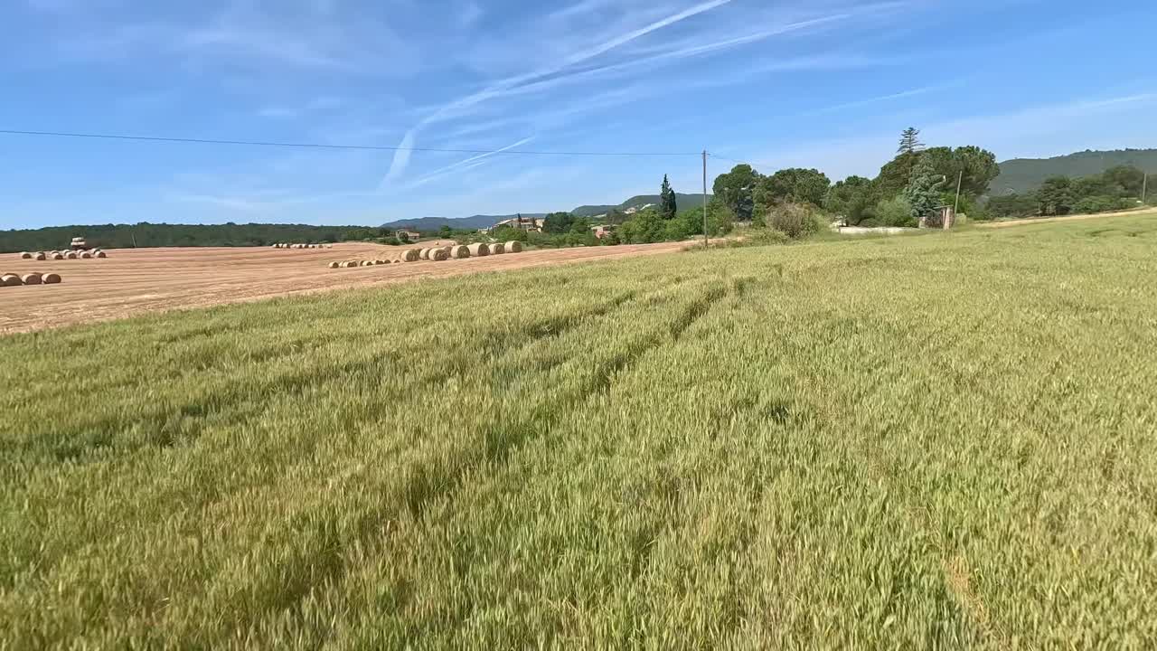 A smooth FPV drone video showcasing a harvested field filled with neatly arranged hay bales under a clear blue sky. The landscape is marked by the golden hue of straw and distant green tree lines.