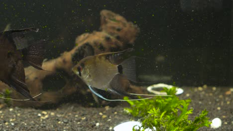 angelfish in a home aquarium