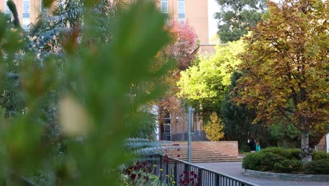 person walking through a tree-lined university campus