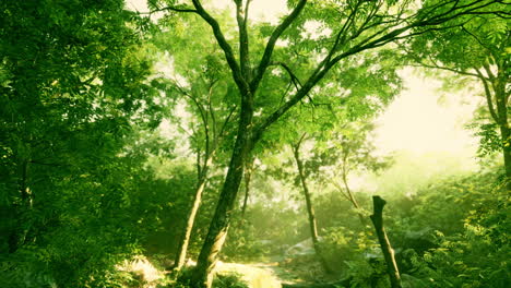 beautiful green forest glade in a light of sun