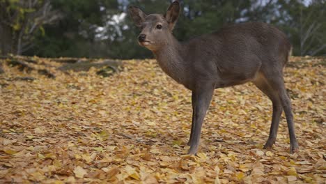 Young-Deer-in-Autumn-on-Yellow-Ginkgo-Leaf-Forest-Floor,-Slow-Motion